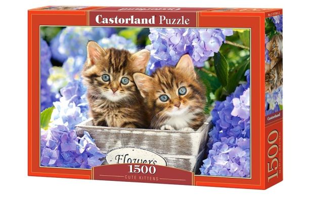 Cute Kittens